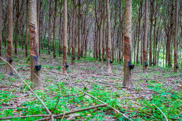 Rubber tree plantation
