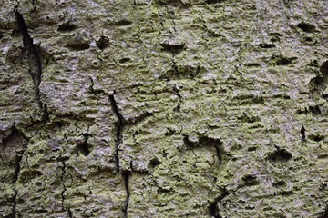 Closeup of a brown tree bark with green moss – can be used as a background