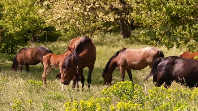 Horses grazing in the steppe - a typical Ukrainian rural picture