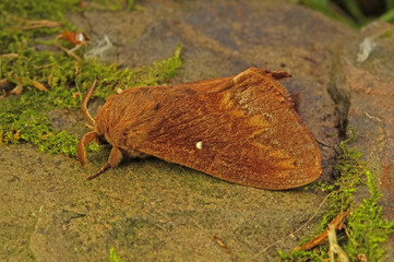 Dendrolimus pini (LINNAEUS, 1758) Kiefernspinner DE, RLP, Starkenburg, Mosel 24.05.2015