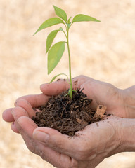 World environment day reforesting eco bio arbor CSR ESG ecosystems reforestation concept.Image of hands of father and daughter child growing tree on soil. Parent and child planting nature together.