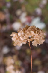 hydrangea in the garden