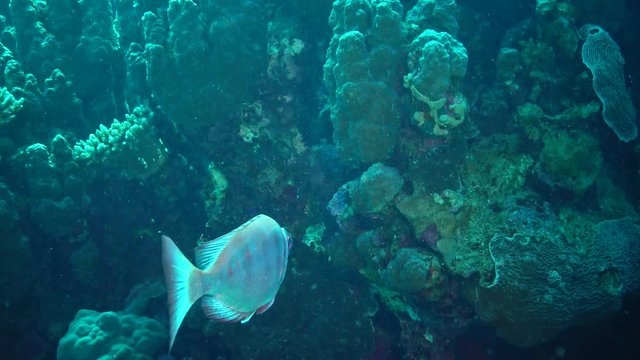 Fish of the Red Sea. Common bigeye (Priacanthus hamrur) fish slowly swims over a coral reef.