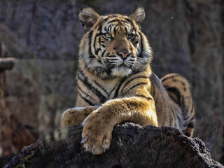 Young female Sumatran Tiger Panthera tigris sumatrae, lying on trunk and looking around