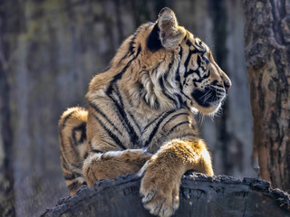 Young female Sumatran Tiger Panthera tigris sumatrae, lying on trunk and looking around