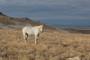 Majestic Wild Horse Stallion in the Utah Desert in Winter
