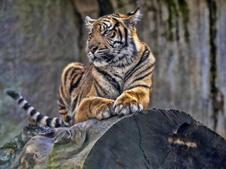Young female Sumatran Tiger Panthera tigris sumatrae, lying on trunk and looking around