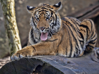 Young female Sumatran Tiger Panthera tigris sumatrae, lying on trunk and yawns