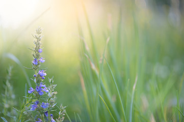 Hyssop (Hyssopus officinalis) flowers in the herb garden.