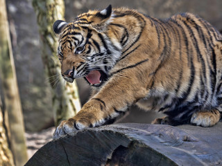 Young female Sumatran Tiger Panthera tigris sumatrae, lying on trunk and yawns