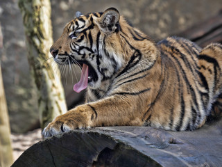 Fototapeta na wymiar Young female Sumatran Tiger Panthera tigris sumatrae, lying on trunk and yawns