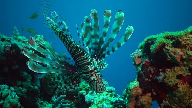 Common lionfish (Pterois volitans), Fish hunt and swim over a coral reef. Red Sea, Egypt