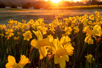 The Golden Light The Early