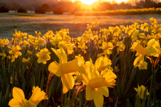 The golden light of the early morning sun descends upon a field of daffodils at Dorothea Dix Park in Raleigh North Carolina.