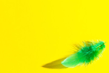 Bright green feathers on a yellow background. view from above.