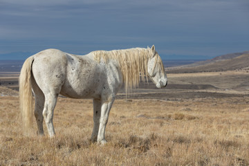 Majestic Wild Horse Stallion in the Utah Desert in Winter