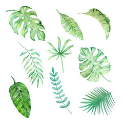 watercolor tropical leaves