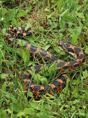 Eastern Hognose snake