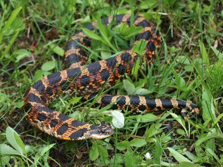 Eastern Hognose snake