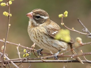 Grossbeak in tree