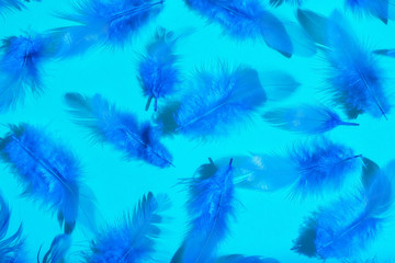 Fototapeta na wymiar Bright blue feathers on a light blue background. view from above.