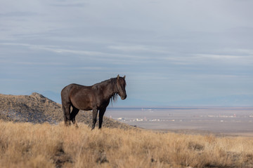 Fototapeta na wymiar Majestic Wild Horse Stallion in the Utah Desert in Winter