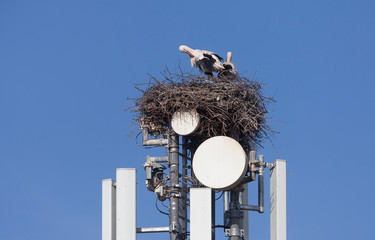 white Stork nesting on a cell tower, ignoring the danger of radiation