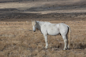 Majestic Wild Horse Stallion in the Utah Desert in Winter