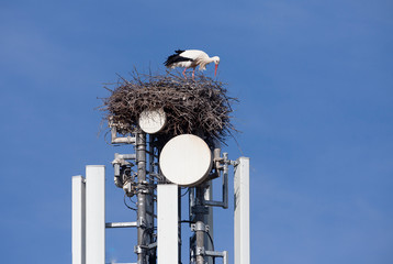 white Stork nesting on a cell tower, ignoring the danger of radiation