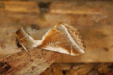 Habrosyne pyritoides (HUFNAGEL, 1766) Achat-Eulenspinner DE, NRW, Remscheid, Naturschule Grund 12.06.2015
