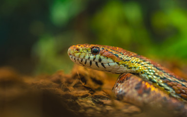 Bright tropical snake in natural habitat