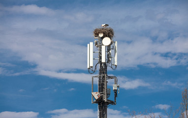 white Stork nesting on a cell tower, ignoring the danger of radiation