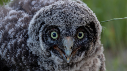 portrait of an owl