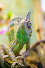 Multi-colored chameleon. Exotic tropical lizard