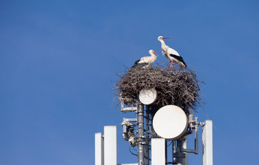 white Stork nesting on a cell tower, ignoring the danger of radiation