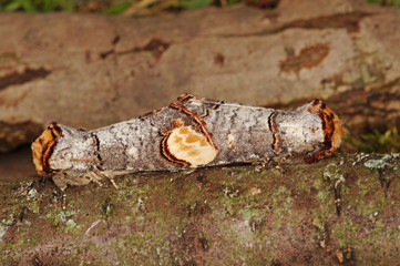 Phalera bucephala (LINNAEUS, 1758) Mondvogel, Mondfleck DE, RLP, Kröv, Mosel 24.05.2015