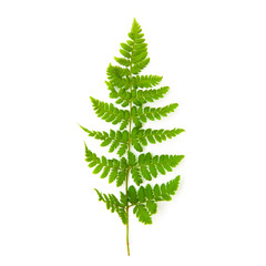 Fern leaf isolated on white