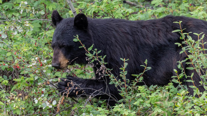 Black Bear