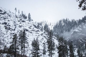 forest in winter