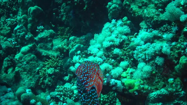 Fish of the Red Sea.  Red Sea coral grouper (Plectropomus pessuliferus marisrubri) swims over a coral reef. 