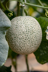 Japanese melon growing in the melon farm with leaf