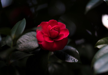 In the Light