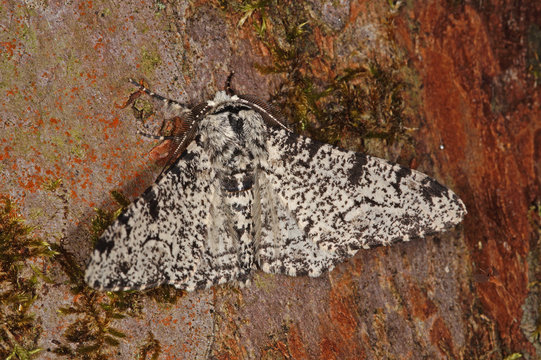Biston betularia (LINNAEUS, 1758) Birkenspanner , wei&szlig; DE, NRW, Remscheid, Naturschule Grund 12.06.2015