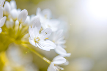 Beautiful spring flower