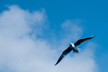 Single seagull flying in a sky as a background