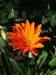 orange delosperma