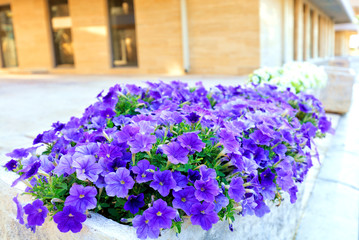 Llilac and violet flowers of petunia grow in a stone bed on the background of a modern building