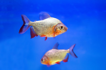 Obraz premium Predatory fish piranha (Pygocentrus nattereri)