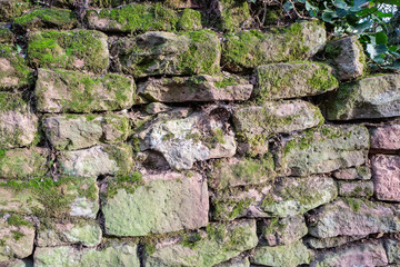 moss on wall