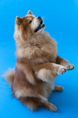 Large red adult chow chow seen sitting in the begging position against plain blue background